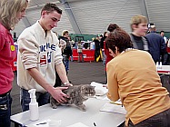 Kočka na výstavě